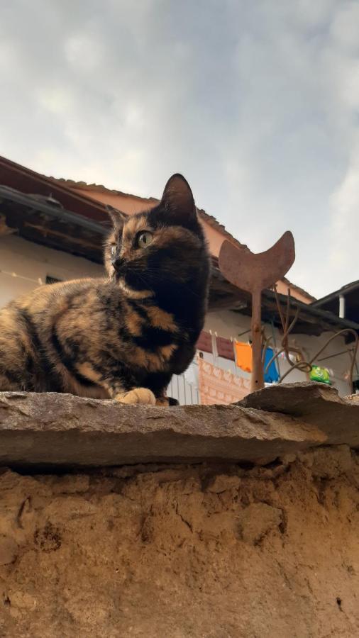 La Marmotta Otel Luserna San Giovanni Dış mekan fotoğraf